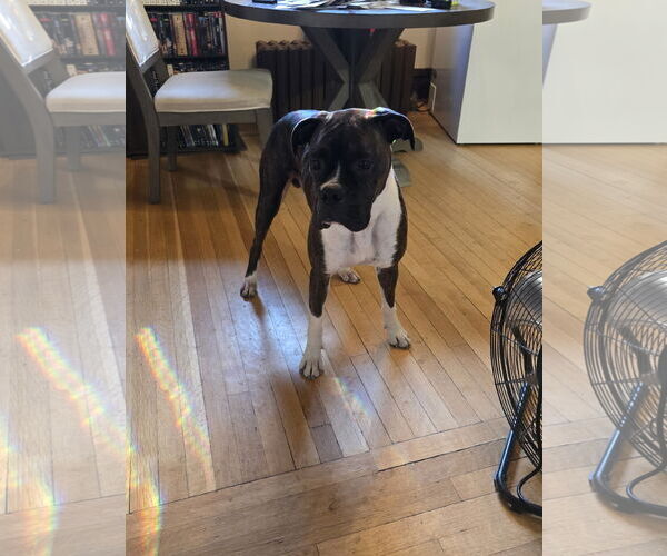 Medium Photo #1 Boxer Puppy For Sale in Woodbury, MN, USA