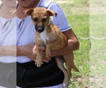 Small #2 Dachshund Mix