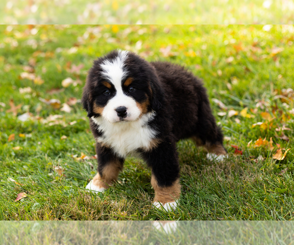 Medium Photo #1 Bernese Mountain Dog Puppy For Sale in MILLERSBURG, IN, USA
