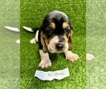 Small #3 Basset Hound