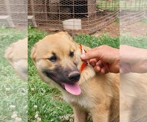 Chocolate Labrador retriever-Norwegian Elkhound Mix Dogs for adoption in Chatham, VA, USA