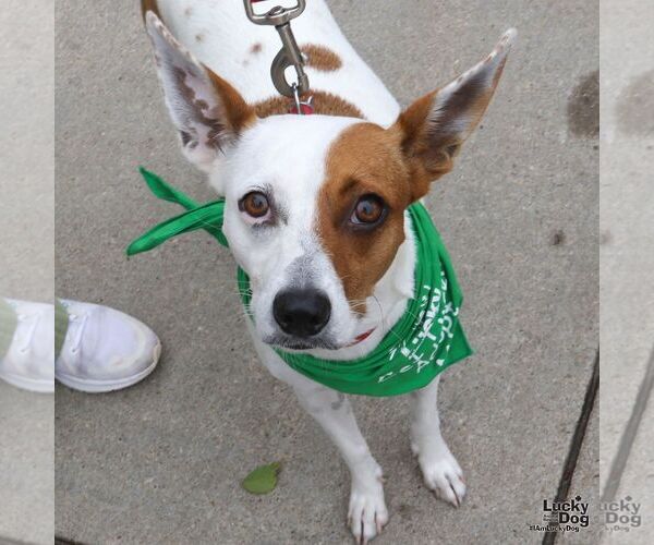 Medium Photo #8 Mutt Puppy For Sale in Washington, DC, USA