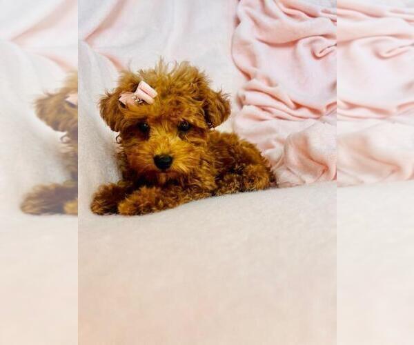 Medium Photo #15 Poodle (Toy) Puppy For Sale in MIAMI, FL, USA