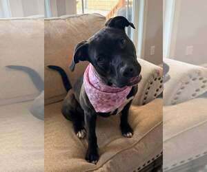 Mutt Dogs for adoption in Greenville, SC, USA