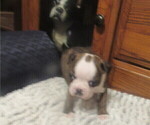 Small #4 Boston Terrier