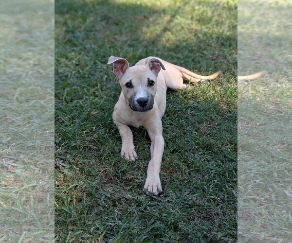 Medium Photo #2 Black Mouth Cur-Unknown Mix Puppy For Sale in Oakhurst, NJ, USA