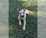Small #1 Black Mouth Cur Mix