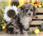 Small Photo #2 Poodle (Toy) Puppy For Sale in MOUNT VERNON, OH, USA