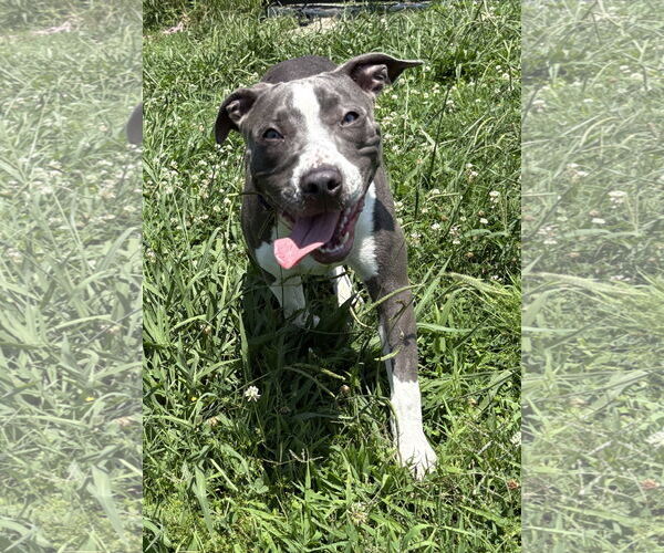 Medium Photo #5 American Pit Bull Terrier-Unknown Mix Puppy For Sale in Virginia Beach, VA, USA