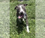 Small #4 American Pit Bull Terrier Mix