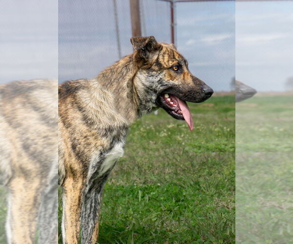 Medium Photo #5 Mutt Puppy For Sale in Abbeville, LA, USA