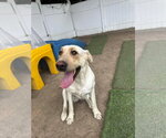 Small #4 Labrador Retriever Mix