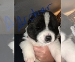 Small Photo #1 Akita Puppy For Sale in CLEVELAND, OH, USA