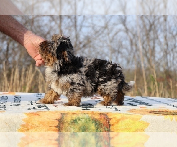 Medium Photo #31 ShihPoo Puppy For Sale in DYERSBURG, TN, USA