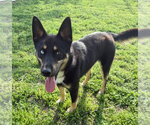 Small #4 Gerberian Shepsky