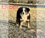 Small Photo #1 Australian Shepherd Puppy For Sale in MALAKOFF, TX, USA