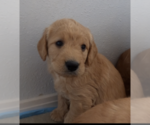 Small Photo #10 Labradoodle Puppy For Sale in ANACONDA, MT, USA