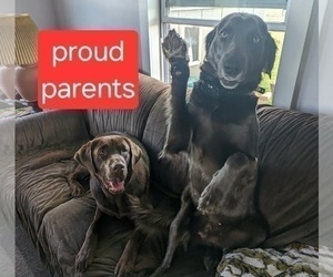 Labmaraner Puppy for sale in OWOSSO, MI, USA