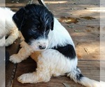 Small Photo #8 Pyredoodle Puppy For Sale in MARION, TX, USA