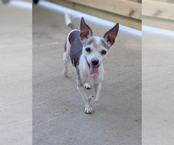 Medium Photo #2 Chihuahua-Unknown Mix Puppy For Sale in Oakhurst, NJ, USA