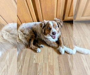 Father of the Australian Shepherd puppies born on 04/19/2026