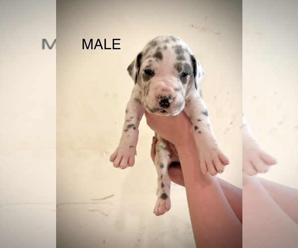 Medium Photo #1 Great Dane Puppy For Sale in SPRING, TX, USA