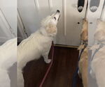 Small #9 Great Pyrenees