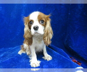 Mother of the Cavalier King Charles Spaniel puppies born on 12/25/2020