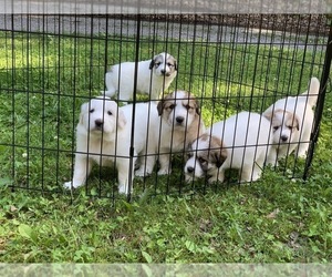 Great Pyrenees Puppy for sale in BEVERLY, WV, USA