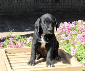 Dalmatian-English Cream Golden Retriever Mix Puppy for sale in FREDERICKSBURG, OH, USA