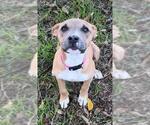 Small #1 American Staffordshire Terrier Mix