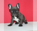 Small Photo #2 French Bulldog Puppy For Sale in HIALEAH, FL, USA