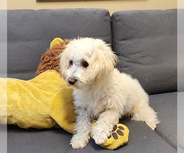 Medium Photo #1 Maltipoo (Miniature)-Poodle (Miniature) Mix Puppy For Sale in WEST SACRAMENTO, CA, USA