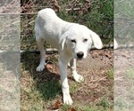 Puppy choice Great Pyrenees