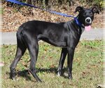 Small Photo #3 Greyhound-Unknown Mix Puppy For Sale in Prattville, AL, USA