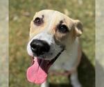 Small #1 German Shepherd Dog Mix