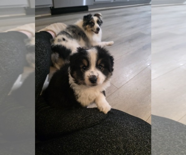 Medium Photo #3 Miniature Australian Shepherd Puppy For Sale in MILFORD, MI, USA