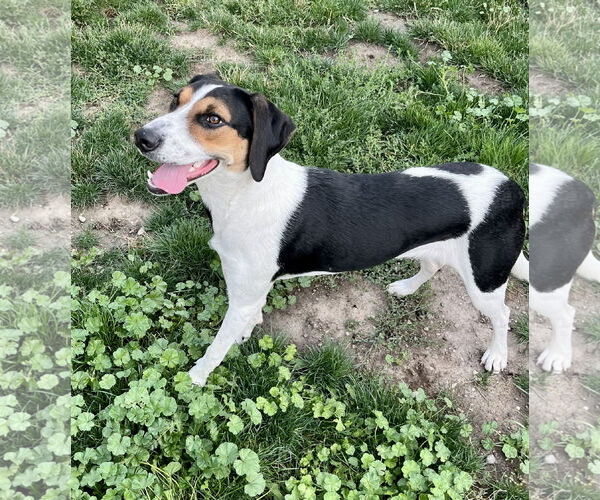 Medium Photo #3 Mutt Puppy For Sale in Emmett, ID, USA