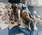 Small Photo #2 Great Dane Puppy For Sale in NEDERLAND, TX, USA