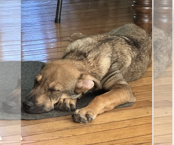 Medium Photo #3 German Shepherd Dog-Unknown Mix Puppy For Sale in Plainfield, IL, USA