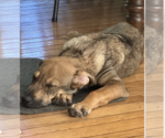 Small #2 German Shepherd Dog Mix