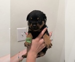 Puppy Green Rottweiler