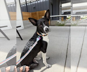 Labrador Retriever-Unknown Mix Dogs for adoption in Aurora, CO, USA
