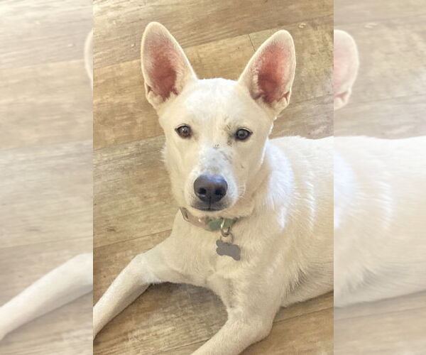 Medium Photo #8 Mutt Puppy For Sale in San Diego, CA, USA