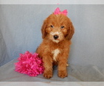 Small Photo #6 Goldendoodle (Miniature) Puppy For Sale in MILLERSBURG, OH, USA