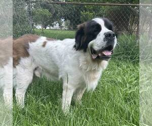 Saint Bernard-Unknown Mix Dogs for adoption in New Oxford , PA, USA