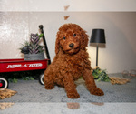 Small #2 Poodle (Miniature)