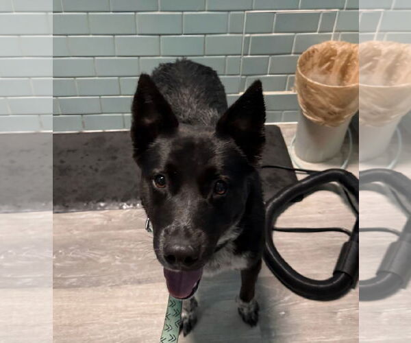 Medium Photo #2 Mutt Puppy For Sale in Crete, IL, USA