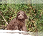 Small #19 ShihPoo