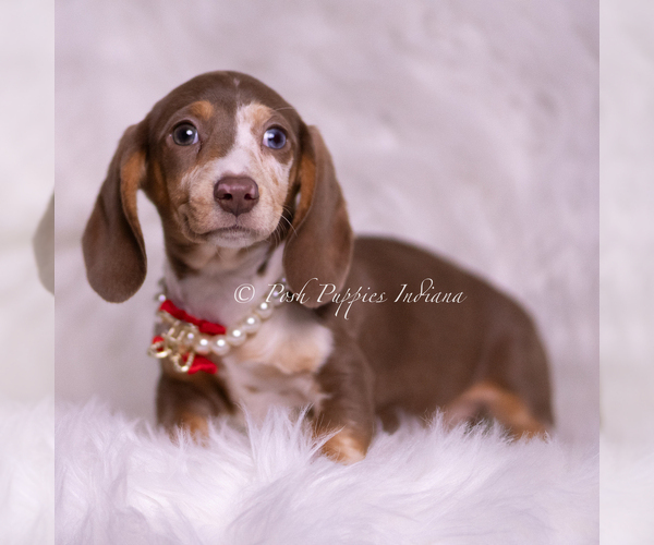 Medium Photo #6 Dachshund Puppy For Sale in WARSAW, IN, USA